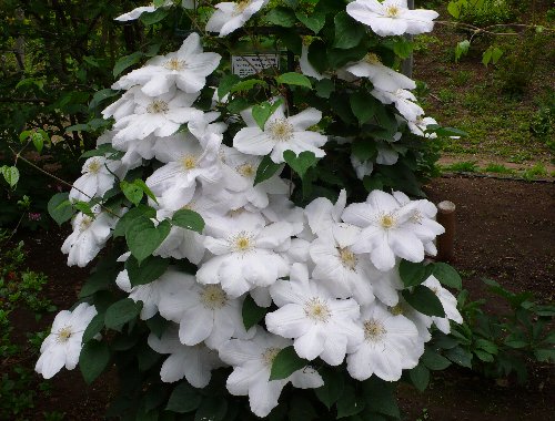 20130520 クレママダム.JPG