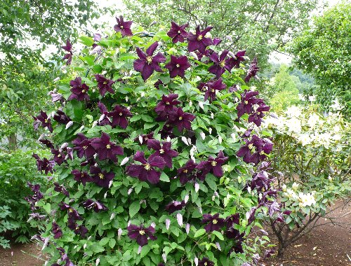20130520 クレマ紫.JPG