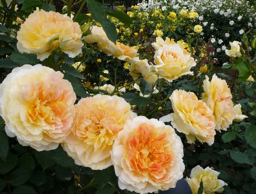 20130520 オレンジ.JPG