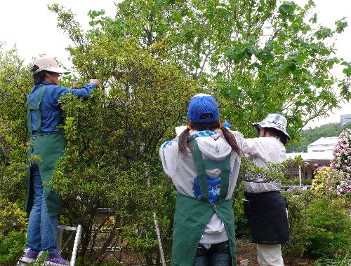 20130520 ツツジ.JPG