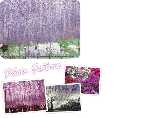 ふじのはな物語