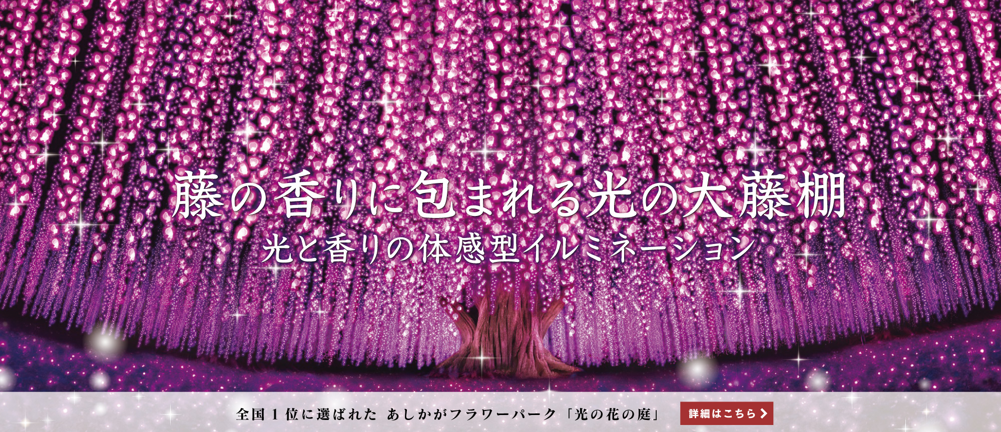 夜は光の世界へ あしかがフラワーパーク