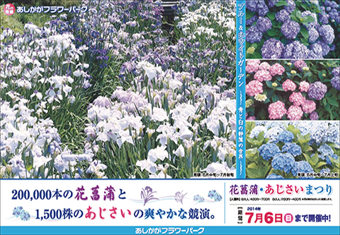 花菖蒲・あじさいまつり
