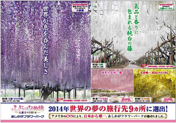 ふじのはな物語2015　第一弾A