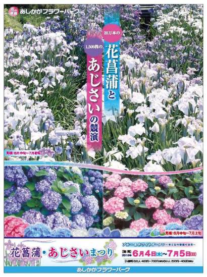 花菖蒲・あじさいまつり2015