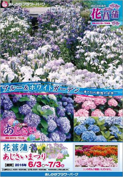 花菖蒲・あじさいまつり2016