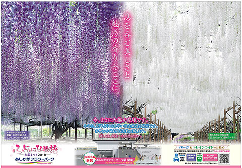 ふじのはな物語2018第三弾