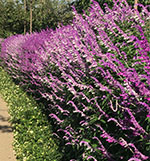 アメジストセージ