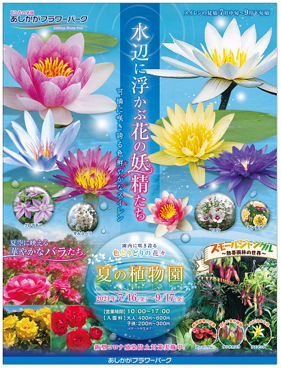 水辺に浮かぶ花の妖精たち