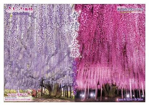 ふじのはな物語2023第二弾