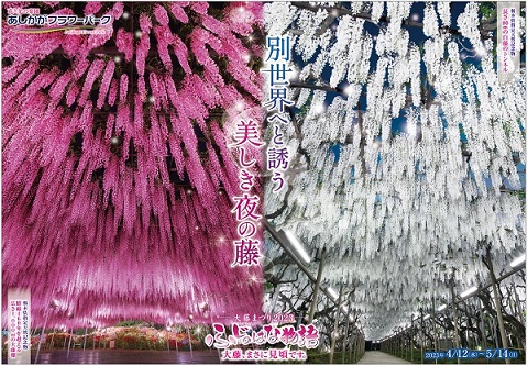 ふじのはな物語2023第三弾