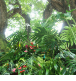 スモールジャングル