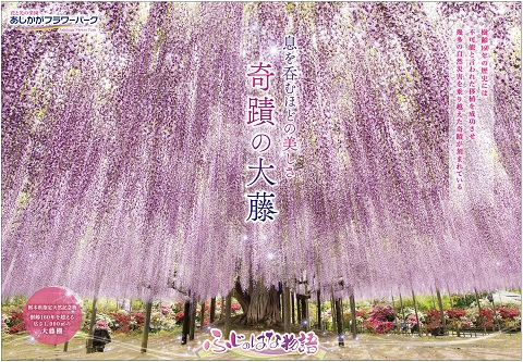 ふじのはな物語2024第一弾