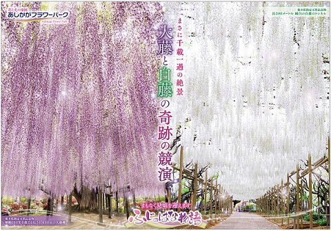 ふじのはな物語2024第二弾