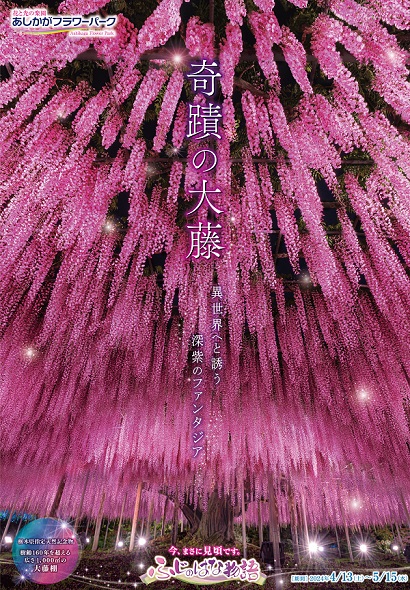 ふじのはな物語2024第三弾