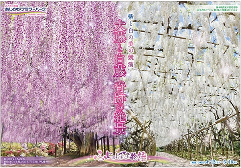 ふじのはな物語2025_第二弾