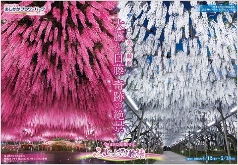 ふじのはな物語2025_第三弾