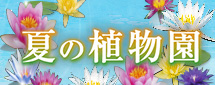 夏の植物園 ～水辺に浮かぶ花の妖精たち～