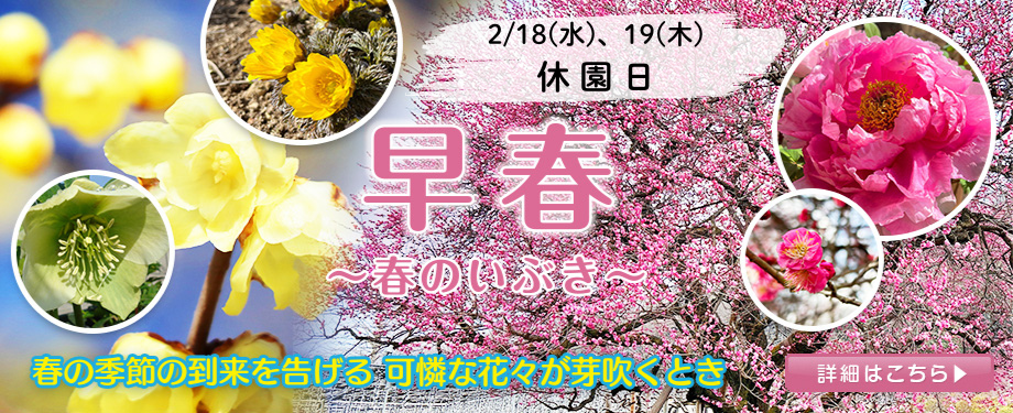 早春　冬ボタン　寒紅梅　ろう梅　福寿草