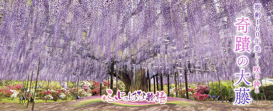 ふじのはな物語2026