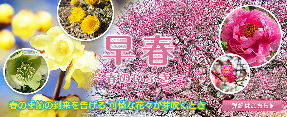 早春　冬ボタン　寒紅梅　ろう梅　福寿草