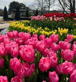 チューリップ