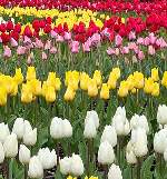 チューリップ