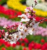 ﾋﾟﾝｸﾕｷﾔﾅｷﾞ