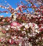 ピンクユキヤナギ