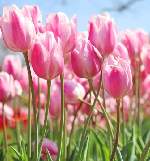 チューリップ