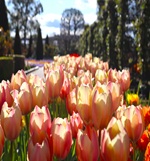 チューリップ