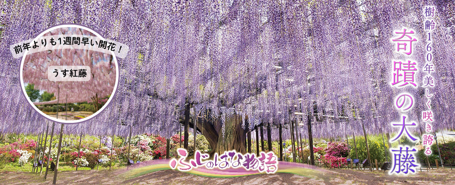 ふじのはな物語2026