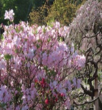 クロフネツツジ