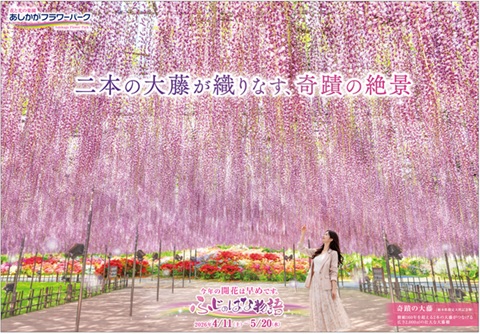 ふじのはな物語2025_第一弾