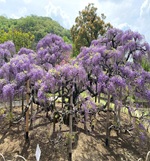 むらさき藤 見頃
