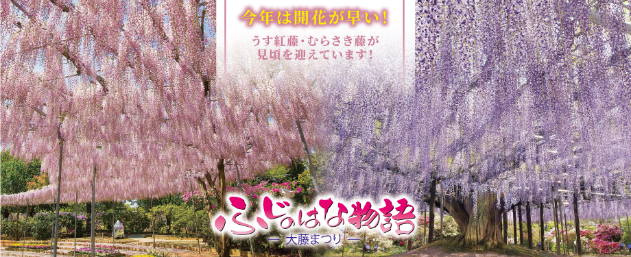 ふじのはな物語2026