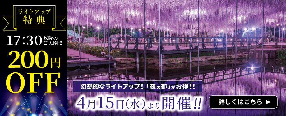 あしかがフラワーパーク　夜の部がお得