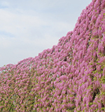 むらさき藤のｽｸﾘｰﾝ