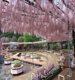 うす紅藤 満開！