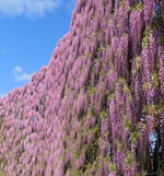 むらさき藤 満開！