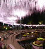 うす紅藤 満開！