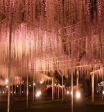 大藤 見頃迎え始め