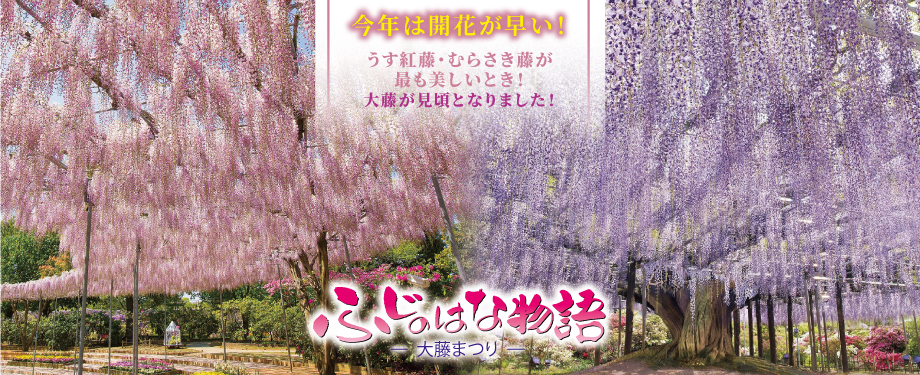 ふじのはな物語2026