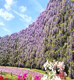 むらさき藤 満開！