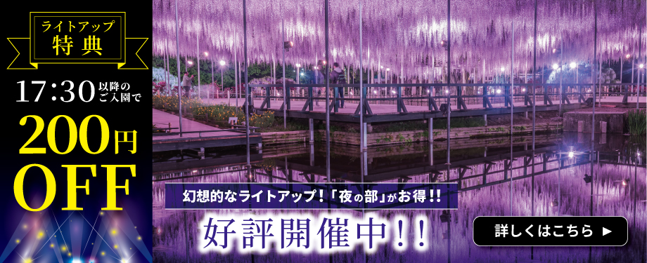 あしかがフラワーパーク　夜の部がお得