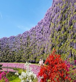 むらさき藤スクリーン満開！