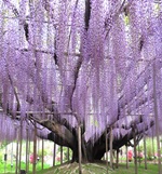 大藤満開！