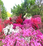 クルメツツジ満開！