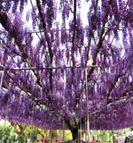 八重の大藤 満開！