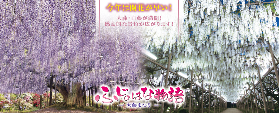 ふじのはな物語2026